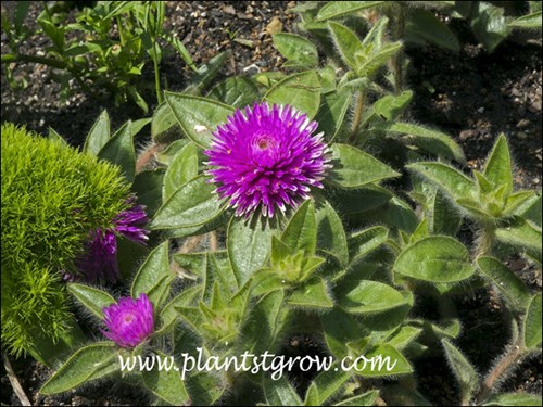 Pink Zazzle has some of the largest flowers I have seen on a Gomphrena.